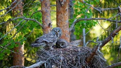 Whooo's home?