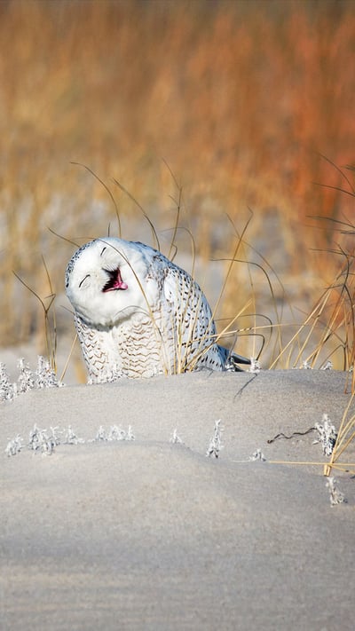 Snowy owl at Jones Beach, Long Island, New York (© Vicki Jauron/Getty Images) mobile wallpaper
