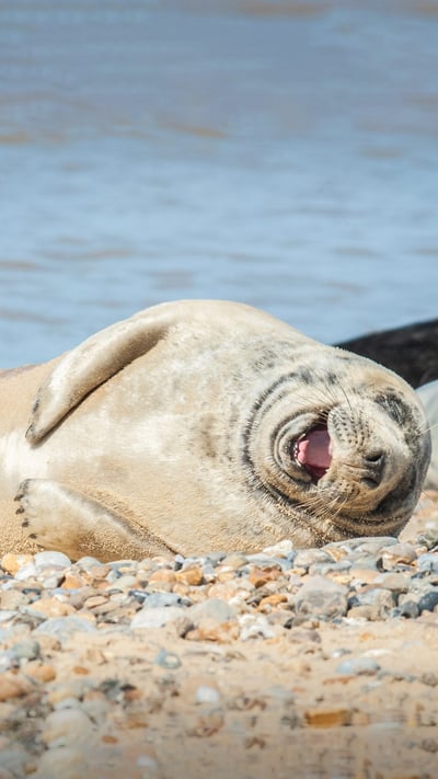 Grey seal with laughing expression on a stony beach in Norfolk, England (© the_guitar_mann/iStock/Getty Images Plus/Getty Images) mobile wallpaper