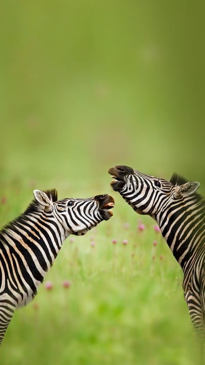 Burchell's zebra stallions, Rietvlei Nature Reserve, South Africa (© Richard Du Toit/Minden Pictures) mobile wallpaper