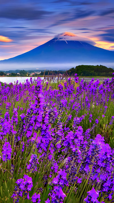 湖畔に咲き誇るラベンダーと富士山, 河口湖 (© DoctorEgg/Getty Images) mobile wallpaper