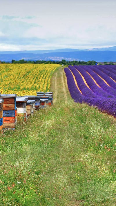 Fields of lavender and sunflowers with beehives in Provence, France (© leoks/Shutterstock) mobile wallpaper