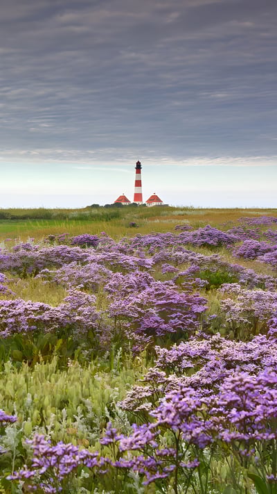 Blühender Lavendel und Leuchtturm Westerheversand in Westerhever, Nordfriesland, Schleswig-Holstein (© Sven-Erik Arndt/Arterra/Universal Images Group/Getty Images) mobile wallpaper
