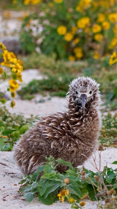 Laysan albatross chick on Midway Atoll, Hawaiian Leeward Islands (© Jaymi Heimbuch/Minden Pictures) mobile wallpaper