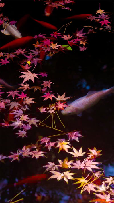 Autumn leaves and goldfish in Tokyo, Japan (© qrsk/Moment/Getty Images) mobile wallpaper