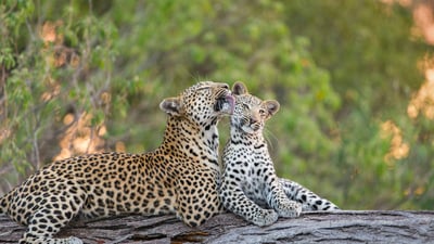 Celebrating motherhood feline style