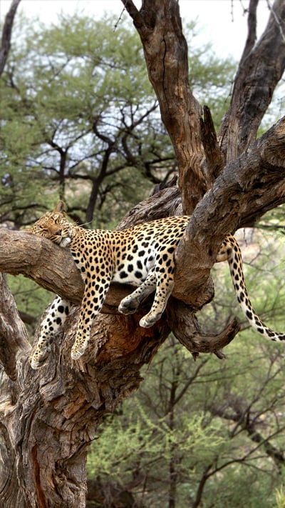 Schlafender Leopard auf einem Baum in Namibia (© M. Watsonantheo/Superstock) mobile wallpaper