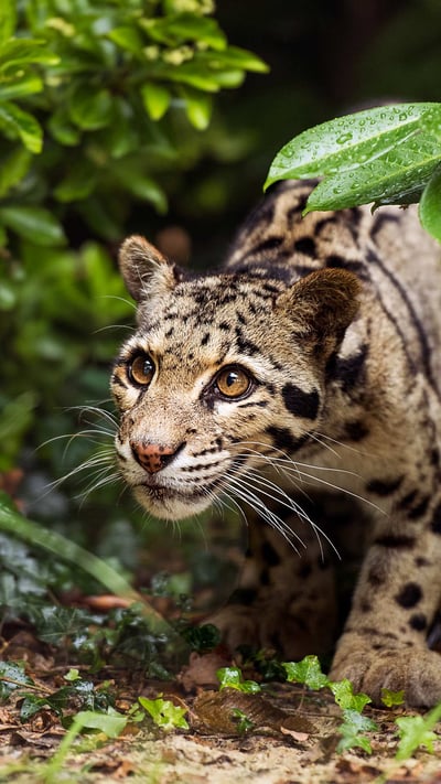 An Indian leopard on the prowl (© Colin Langford/Getty Images) mobile wallpaper