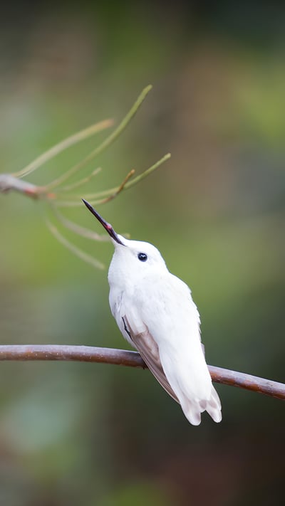 Leucistic Anna's hummingbird in the Australian Garden, UC Santa Cruz Arboretum, California (© yhelfman/Getty Images) mobile wallpaper