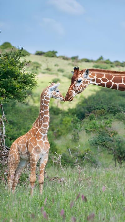 Reticulated giraffe mother greeting calf, Lewa Wildlife Conservancy, Kenya (© Sean Crane/Minden Pictures) mobile wallpaper