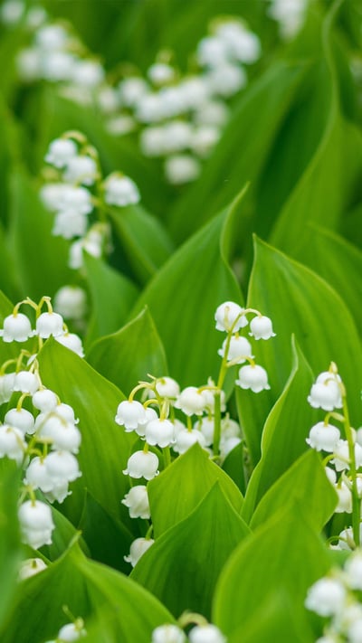Muguet de mai en fleurs (© shapencolour/Alamy Stock Photo) mobile wallpaper