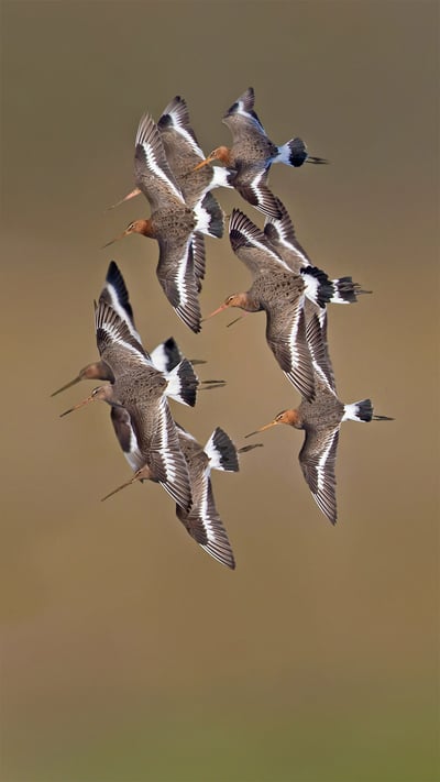 Black-tailed godwits, Netherlands (© Edward van Altena/Minden Pictures) mobile wallpaper