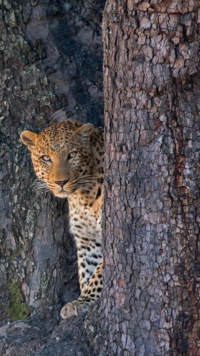 Male leopard in Linyanti Wildlife Reserve, Botswana (© Karine Aigner/Tandem Stills + Motion) mobile wallpaper