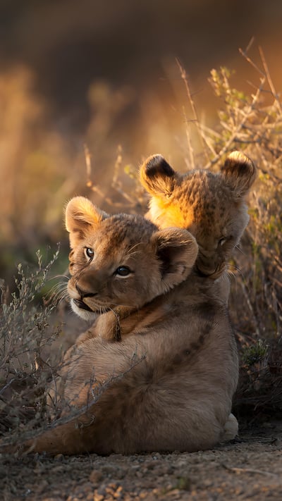 Lion cubs at sunrise, South Africa (© Ruan Springorum/Getty Images) mobile wallpaper