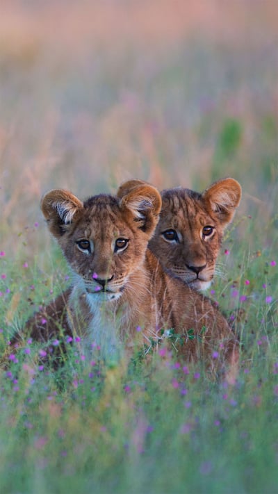 Lion cubs hiding in tall grass in the Kalahari Desert region of Botswana (© Jami Tarris/Getty Images) mobile wallpaper