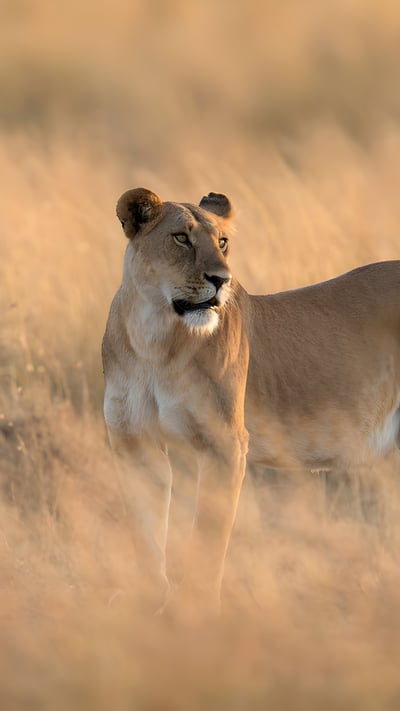 Lioness in Maasai Mara National Reserve, Kenya (© Tandem Stock/Adobe Stock) mobile wallpaper