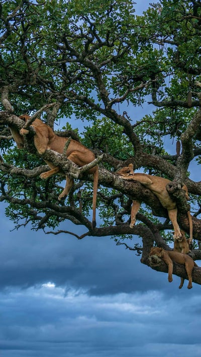 Female lions sleeping, Serengeti National Park, Tanzania (© Cavan Images/Shutterstock) mobile wallpaper