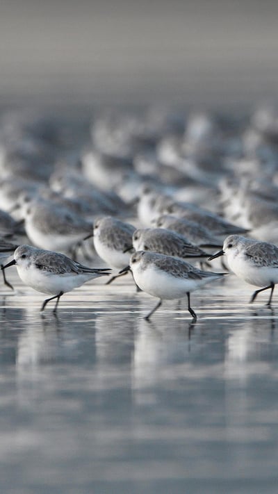 Sanderlings, Brittany, France (© Fabrice Cahez/Minden Pictures) mobile wallpaper