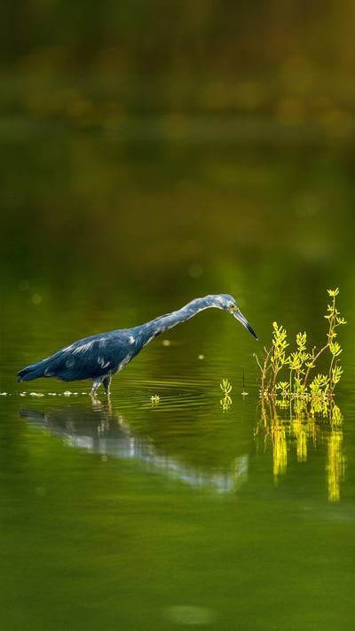 Little blue heron in Cuba (© Sergey Uryadnikov/Alamy) mobile wallpaper