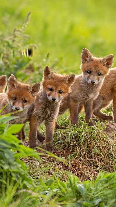 Red fox cubs near their den (© WildMedia/Shutterstock) mobile wallpaper