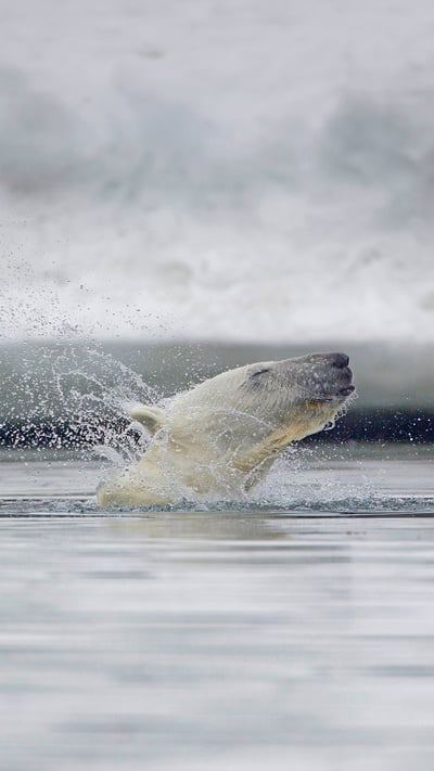 Polar bear in waters off Svalbard, Norway (© Westend61/Getty Images) mobile wallpaper