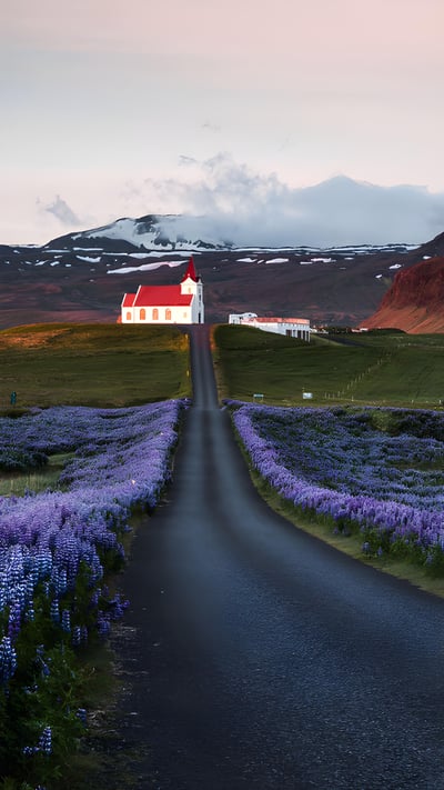 Lupine fields and church at sunrise, Snæfellsnes Peninsula, Iceland (© Matteo Colombo/Getty Images) mobile wallpaper