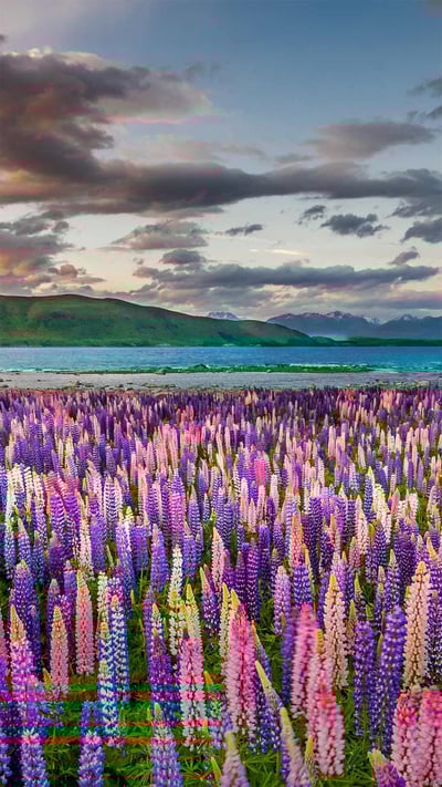 Lupines on the shores of Lake Tekapo in New Zealand (© Stanislav Kachyna/Shutterstock) mobile wallpaper