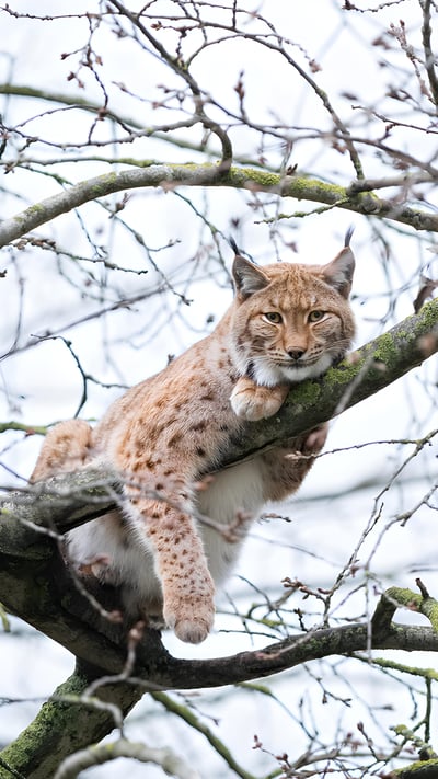 Lynx de Boréal perché dans un arbre, France (© Marc Chesneau/Getty Images) mobile wallpaper