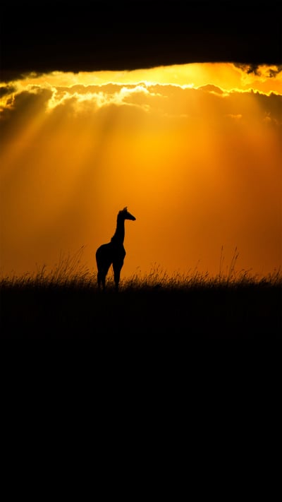 Masai giraffe in Maasai Mara, Kenya (© Andy Rouse/Minden Pictures) mobile wallpaper