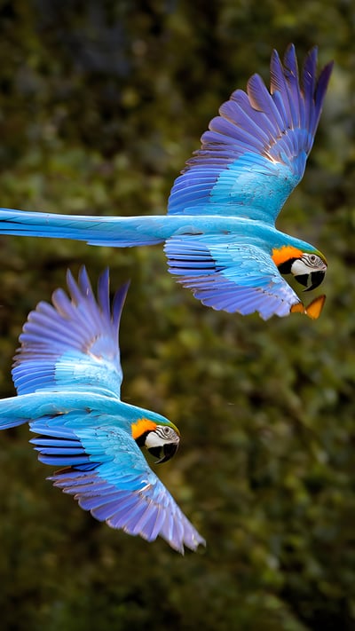 Arara-canindé voando na floresta do Pantanal, Brasil (© Ondrej Prosicky/Shutterstock) mobile wallpaper
