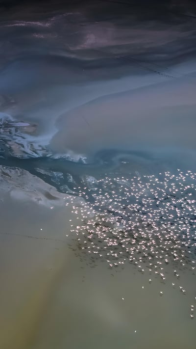 Lesser flamingos flying over Lake Magadi, Kenya (© Vicki Jauron, Babylon and Beyond Photography/Getty Images) mobile wallpaper