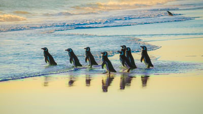 Tuxedoed mariners