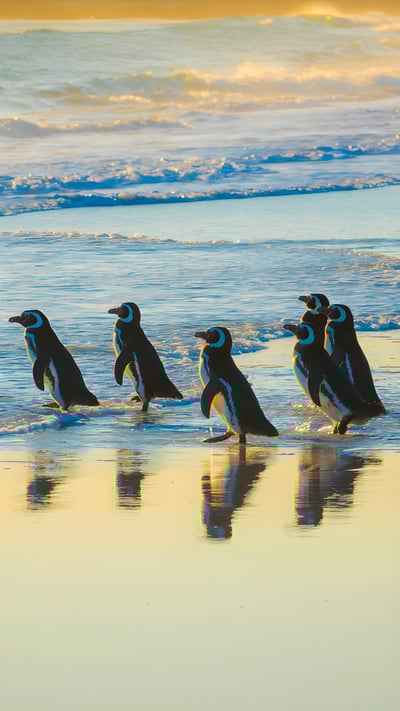 Magellanic penguins, Volunteer Point, Falkland Islands (© imageBROKER/Matthias Graben/Getty Images) mobile wallpaper