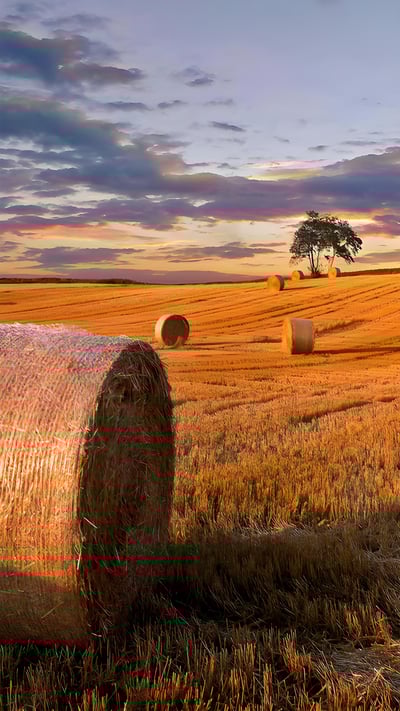 Hay bales in a field in Jutland, Denmark (© Nick Brundle Photography/Getty Images) mobile wallpaper