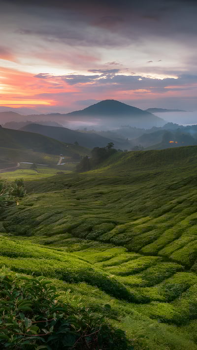 Cameron Highlands tea plantation, Malaysia (© alex cheong/Getty Images) mobile wallpaper