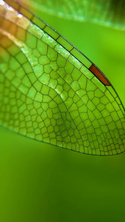 Close-up of a dragonfly wing (© Azwar Thaufeeq/500px/Getty Images) mobile wallpaper