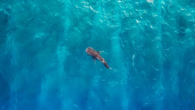 Finned and fabulous
