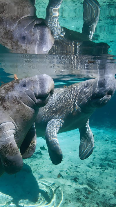 West Indian manatee mother and baby, Three Sisters Springs, Crystal River, Florida (© Karine Aigner/Tandem Stills + Motion) mobile wallpaper