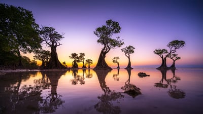 Sentinels of the tide