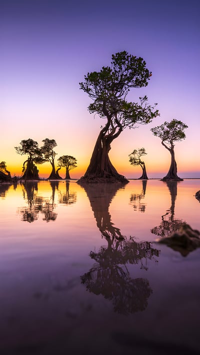Mangrove trees at twilight, Walakiri Beach, island of Sumba, Indonesia (© Boonchet Ch./Getty Images) mobile wallpaper