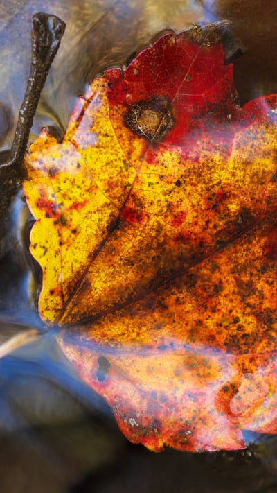 Maple leaf under water; Grenville-sur-la-Rouge, Quebec (© Steeve Marcoux/Plainpicture/Design Pics) mobile wallpaper