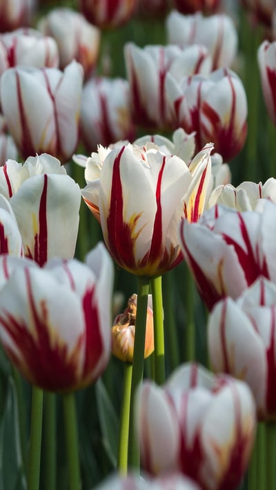 ‘Maple Leaf’ tulips In a garden in Ottawa (© Bao Le Dinh Quoc/Alamy Stock Photo) mobile wallpaper