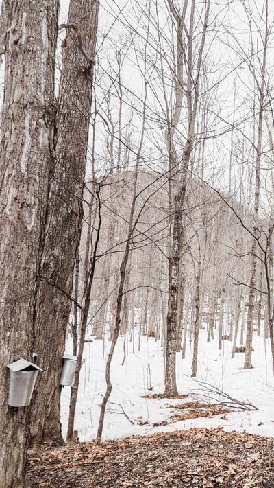 Sap buckets hanging on maple trees in a forest, Quebec (© Benoit Daoust/Shutterstock) mobile wallpaper