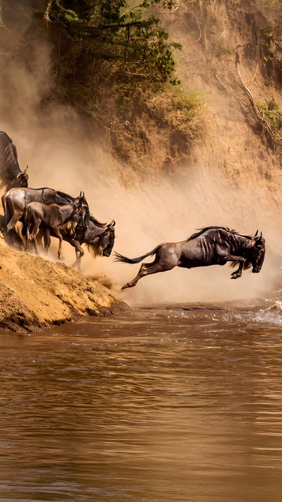 Great wildebeest migration at Mara River, Kenya (© Ayzenstayn/Getty Images) mobile wallpaper
