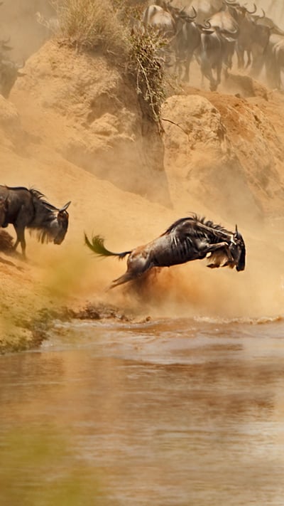 Wildebeest herd crossing the Mara River between Kenya and Tanzania (© zhengvision/Getty Images) mobile wallpaper