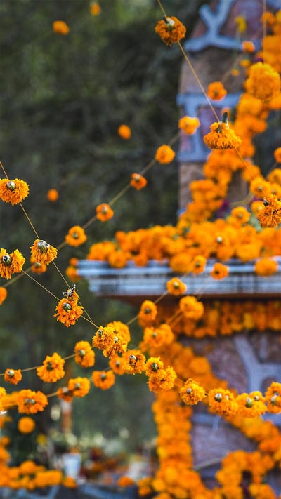 Marigolds decorate a cemetery in Patzcuaro, Michoacan, Mexico, for a Day of the Dead ceremony (© Daniel Elizalde S/Shutterstock) mobile wallpaper