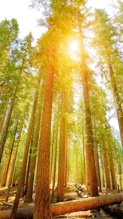 Mariposa Grove of Giant Sequoias in Yosemite National Park, California (© Orbon Alija/Getty Images) mobile wallpaper