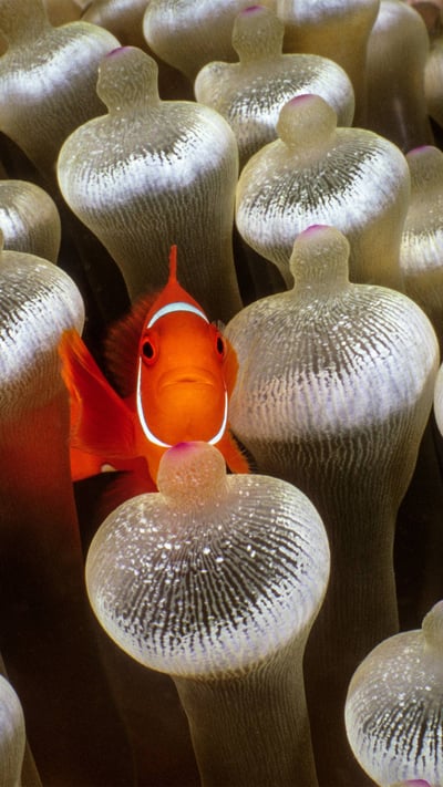 Spine-cheeked anemonefish surrounded by bubble-tip anemone, Milne Bay, Papua New Guinea (© Fred Bavendam/Nature Picture Library) mobile wallpaper
