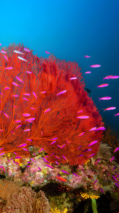Coral reef in Marovo Lagoon in the Solomon Islands (© WaterFrame/Alamy) mobile wallpaper