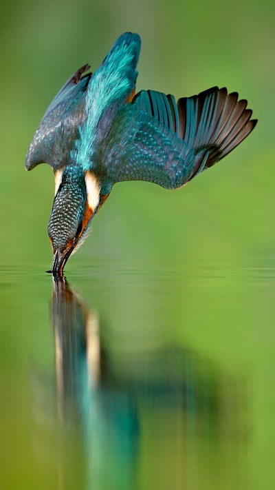 Martin-pêcheur en chasse dans une rivière de Lorraine (© Michel Poinsignon/Minden) mobile wallpaper